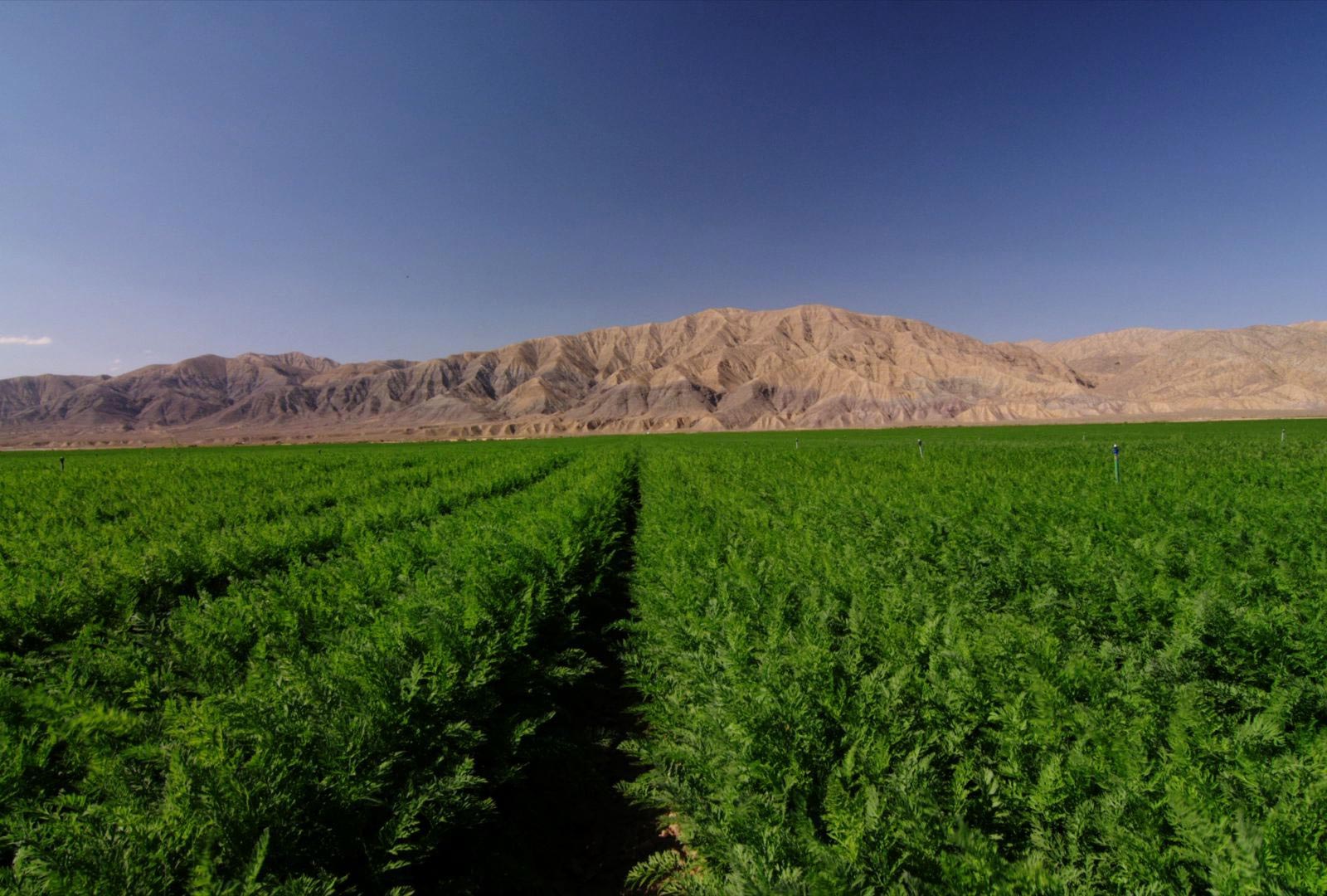 Carrot News « Grimmway Farms