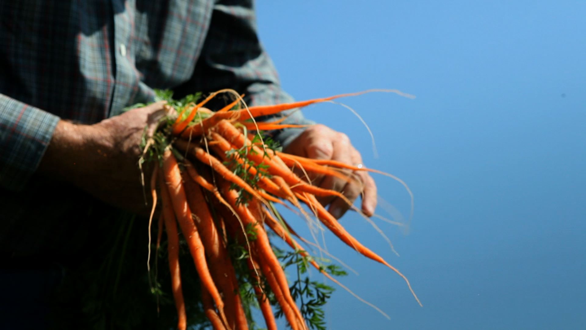 Carrots? Grimmway Farms Grimmway Farms