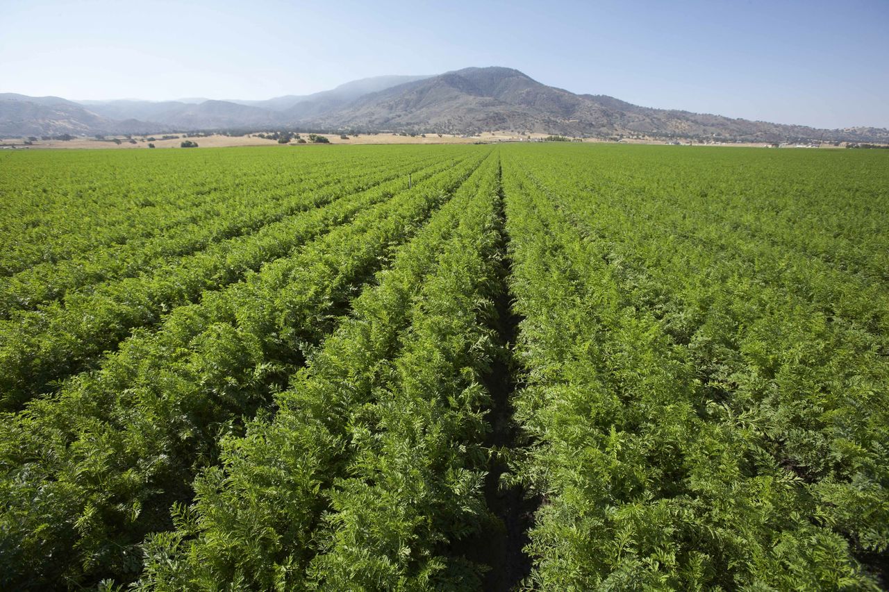 CONTACT « Grimmway Farms