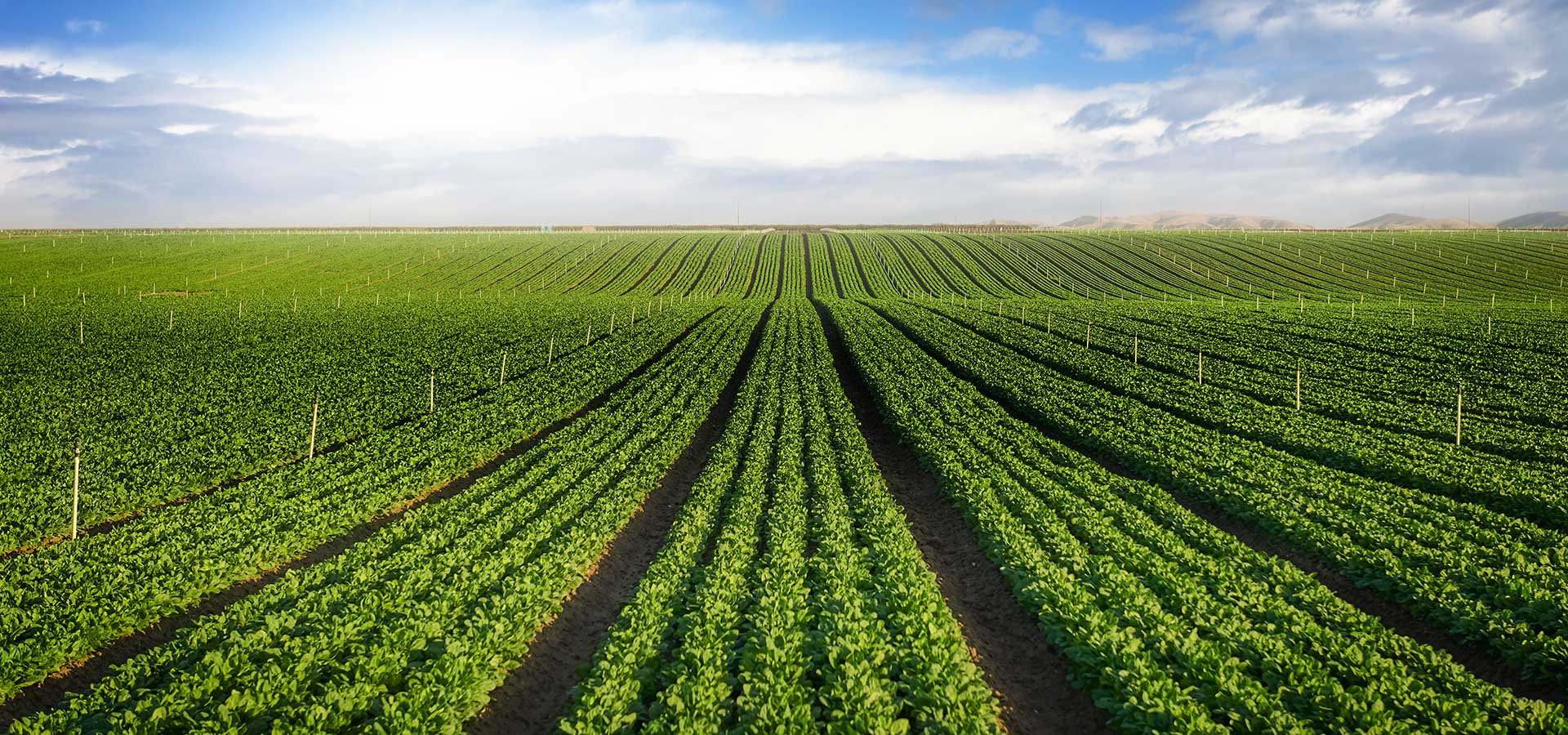 Carrot-Field